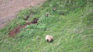 Bears in Denali