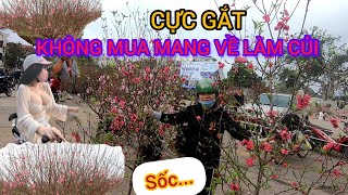 CỰC GẮT ĐÀO TẾT 2024 Ế ẨM RẺ NHƯ CỦI VẪN KHÔNG CÓ NGƯỜI MUA