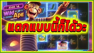 แตกแบบนี้ก็ได้วะ ► Wild Ape PG สล็อต สล็อตpg สล็อตแตก