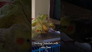 Feeding Cockatiels with raw sweet corn|#Shorts