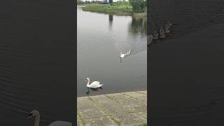 Lago de los cisnes/crias #familia #shorts