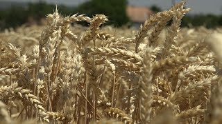 Sötétzöld döntések helyett fenntartható agrárium