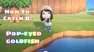 How To: Catch the Pop-Eyed Goldfish in Animal Crossing New Horizons