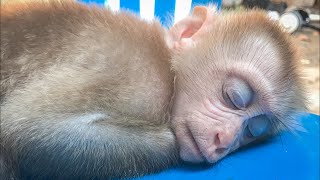 It's time baby monkey Ella sleeping 🙈🐒🥰