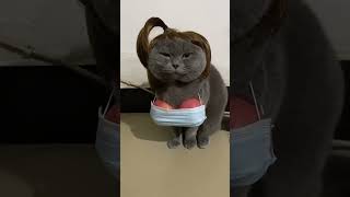 MIA CATLIFA 🤣 #funny #trynottolaugh #comedy #cat  #viral