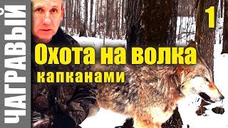 Охота на волка капканами 1 | СЕКРЕТЫ от реального волчатника