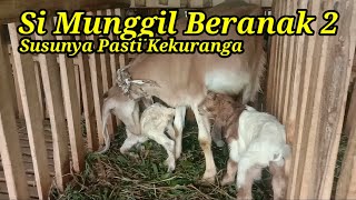 Anak Kambing Dipastikan Kekurangan Air Susu Begini Solusinya