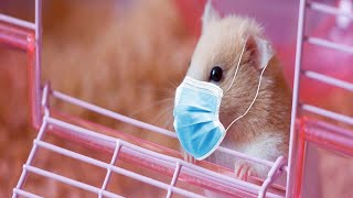 🐹Baby Hamsters || My Hamster Babies Playing || How do you know if Hamsters are Fighting or playing 🐹