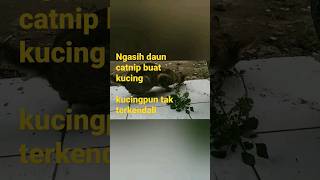 Efek daun catnip kepada kucing #kucing #cats #kucinglucu #daun #untukkucing #short