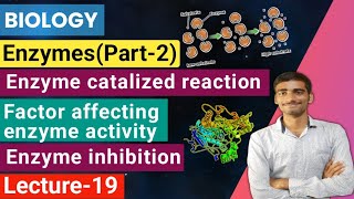 Biology| Lecture-19 Enzymes(part-2)|Enzyme catalized reaction|Enzyme inhibition |Enzyme activity