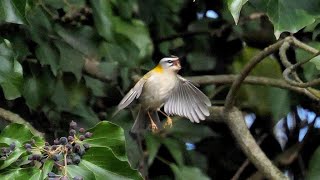 Sfarfallio del Fiorrancino - The flicker of the Firecrest (Regulus ignicapilla)