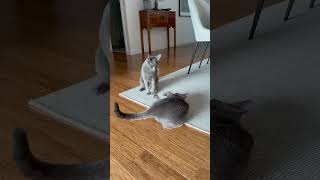 Cats drama