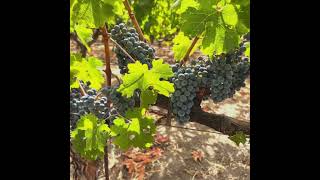 Vineyard views! #vineyards #napavalley #vineyarders #vineyardworship #winemaker #napa #wine