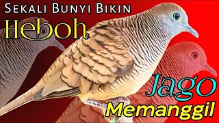 Perkutut lokal gacor suara kecil jernih - UNTUK MEMIKAT