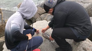 Opaleye Caught in Ponto Beach Jetty