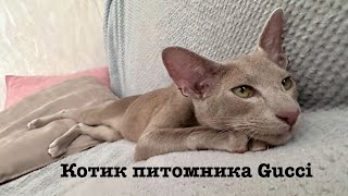 Gucci Kapriz Dushi котик питомника