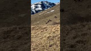 Grosse compagnie sangliers #chasse #sanglier #sangliers #wildboard #wildboar