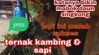 cukup unik cara ternaknya MBAH GIONO ll ternak sapi dan kambing