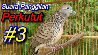 Suara Panggilan Perkutut Lokal