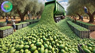 How Factories Process Millions of Olives - Inside the Olive Pickles Mega Factory | Process Area