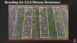 Breeding for Gray Leaf Spot Disease Resistance - Rutgers 2020 Virtual Turfgrass Research Field Day