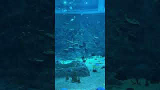 Under water #shorts #aquarium #underwater #qatar