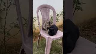 Cat Morning Yoga #viralvideo #funny #pets #shorts #shortsvideo #youtubeshorts #cat #vlog #morning