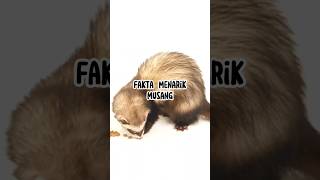 Fakta Menarik Musang #animals #faktaunik #hewan #infoanimals #infohewan