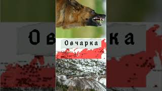 Овчарка#shorts