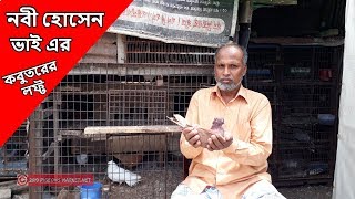 NOVI HOSSAIN PIGEON LOFT |  নবী হোসেন ভাই এর কবুতরের লফ্ট | pigeon videos | pigeons market.net