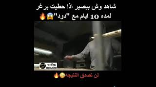 ماذا يحدث عندما نضع البرغر لمدة 10 ايام مع الدود؟؟؟؟