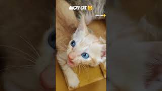 Meow part -9 | The Fun Factor | #cat #cats #catshorts #catvideos #viral #shorts #short