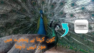 پنجرے میں مور کا ناچpeacock dancing in cage 00.0059 #animals