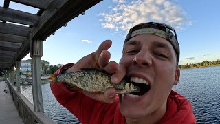 3 Days of Bass Fishing in Florida!! (50+ Bass & More!)