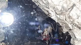 Spitting spider building egg sac