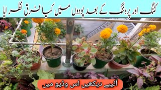 How to cutting and pruaning plant | 100%groath start after pruaning|podon ki kant jhant  zaroori he