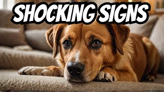 Could Your Dog Be Hiding a Serious Health Problem from You?