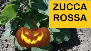 Coltivare una zucca rossa