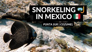 SNORKELING 🤿 IN MEXICO 🇲🇽 | Crystal clear waters full of life in Cozumel