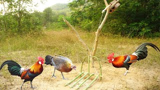 Chicken Trapping Make From Brick & Bamboo Wood