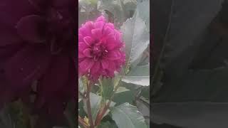 чудові жоржини,липень 2024//07,2024//wоnderful dahlias