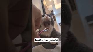 فوائد قص ✂️  شنب "شوارب" القطط 😻