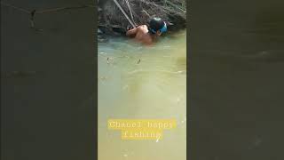 Spot dangkal Ternyata sarang ikan baung #shots #nembakikan