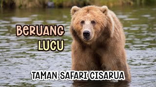 Beruang Di Taman Safari Cisarua Bogor