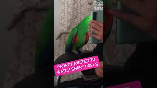 Elcectus Parrot Watching Youtube Shorts | Funny Animals | Bird Rescue