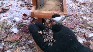 Paprastoji pilkoji zylė,Parus palustris, Marsh Tit