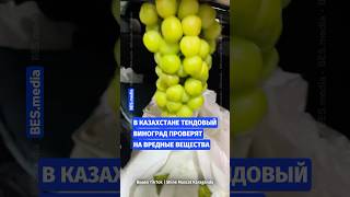 🍇В Казахстане трендовый виноград проверят на вредные вещества