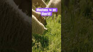 Des moutons en liberté à Montréal! | Unpointcinq