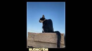 dog vs cat funny completion par 2 animals #animals #cat #dog #funny #short