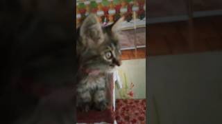 Кошке голову отрезать? домашние питомцы и непоседы.#юмор #cat #приколы #pets #ржака .